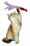Tüylü Püsküllü Kedi Oyuncağı Dikkat Çekici Renkli Sevimli Evcil Hayvan Oyuncağı (3984)